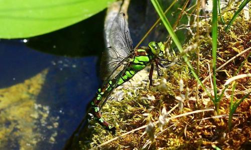 Aeshna cyanea